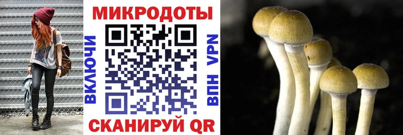 Псилоцибиновые грибы Psilocybe Краснознаменск