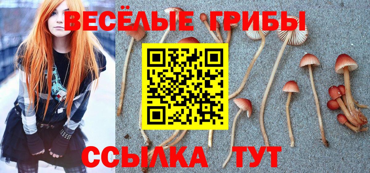 Галлюциногенные грибы Psilocybine cubensis Краснознаменск