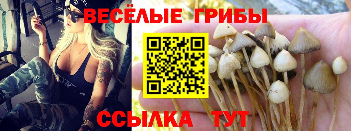 Псилоцибиновые грибы Psilocybine cubensis  Вход с VPN  Краснознаменск 